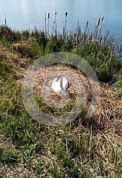 Nesting Mute Swan on Large Reed Nest