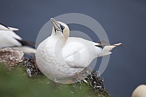 Nesting northern gannet