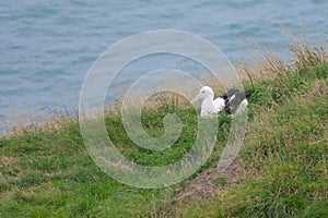 Nesting Northern Royal Albatross