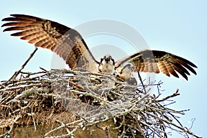 Big bird calls for big wings photo