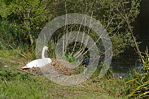 Nesting Pen swan beside the riverbank.