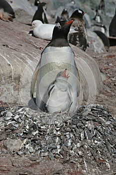 Nesting penguin