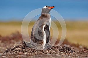 Nesting penguin on the meadow. Gentoo penguin in the nest wit two eggs, Falkland Islands. Animal behaviour, bird in the nest with
