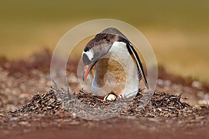 Nesting penguin on the meadow. Gentoo penguin in the nest wit two eggs, Falkland Islands. Animal behaviour, bird in the nest with photo