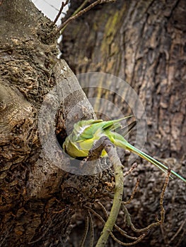 Psittacula krameri, Ring-necked parakeet in London, Richmond Park, entering nest. Vertical image, close. photo