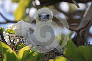 Nesting Red-Footed Booby Bird