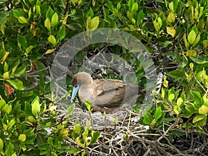 Nesting red footed booby on isla genovesa in the galapagos photo