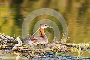 Nesting Red-necked Grebe (Podiceps grisegena).