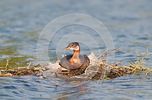 Nesting Red-necked Grebe (Podiceps grisegena).