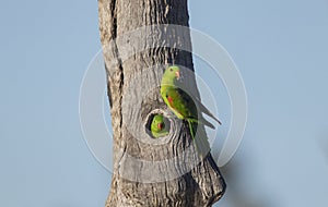 Nesting red winged parrots male and female