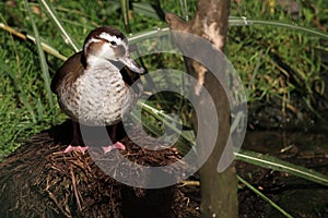 Nesting ringed teal