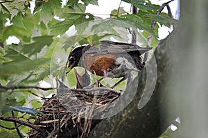 Nesting Robins