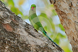 Nesting Rose-ringed Parakeet, Psittacula krameri, beautiful parrot in the nature green forest habitat, Sri Lanka, Asia. Parrot in