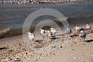 Nesting royal tern Thalasseus maximus