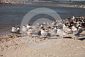 Nesting royal tern Thalasseus maximus