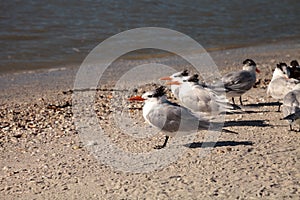 Nesting royal tern Thalasseus maximus