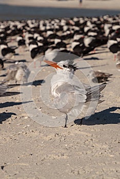 Nesting royal tern Thalasseus maximus