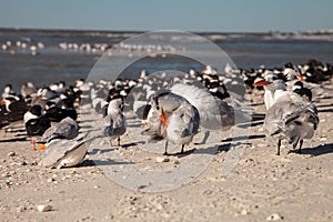 Nesting royal tern Thalasseus maximus