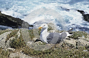 Nesting Seagull