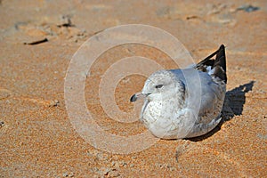 Nesting seagull bird on sand