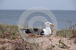 Nesting seagull at Block Island, RI