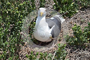 Nesting seagull on ground with green eggs.