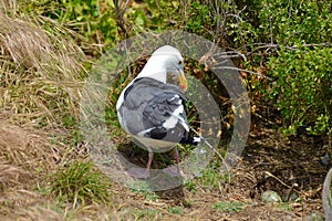 Nesting seagull on ground with green eggs.