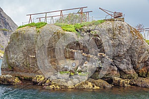 Nesting seagulls in the harbor of Nusfjord