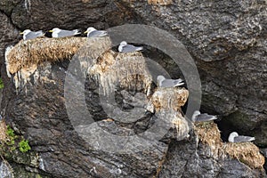 Nesting seagulls in a rock crevice in the harbor of Nusfjord