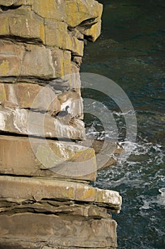 Nesting shag.