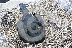 A nesting shag, Phalacrocorax aristotelis, on a Northumberland rock