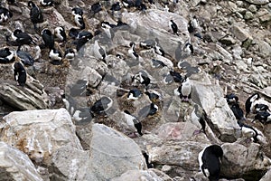 Nesting shag and southern rockhopper penguins in rookery