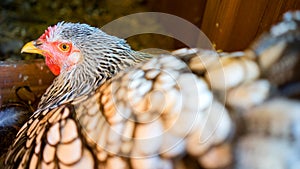 Nesting Silver Laced Wyandotte Chicken