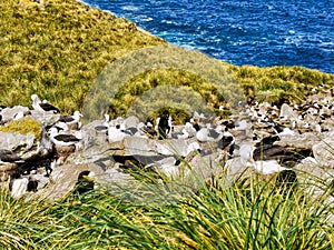 The nesting site of black-browed albatrosses and southern rockhopper penguins in the Falkland Islands.