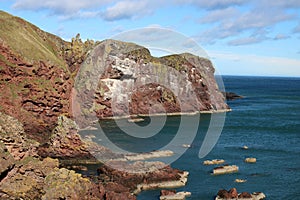 Nesting sites on cliffs, St Abb`s Head, Scotland photo