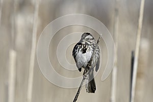 Nesting Song Sparrow bird on a branch