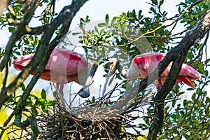 Nesting Spoonbills photo