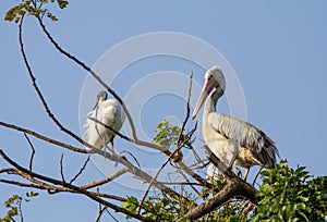 Nesting Spot-billed Pelican