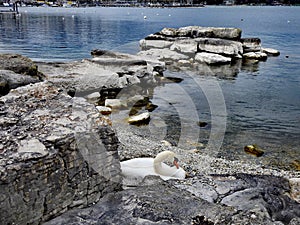 Nesting swan at Bain des Paquis, Geneva. photo