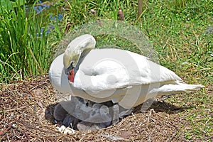 A nesting swan with cygnets by the lake in Lakeland Florida.