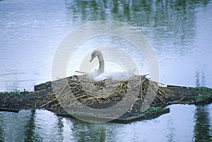 Nesting swan in lake, Middleton plantation, Charleston, SC