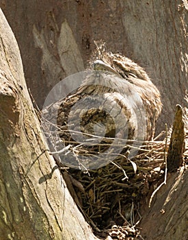 Nesting Tawny Frogmouth