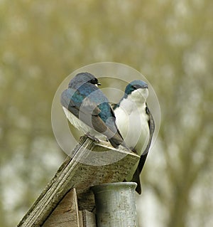 Nesting Tree Swallows