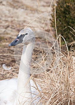 Nesting trumpet swan 2