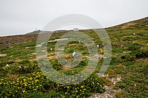 Nesting Western Gulls