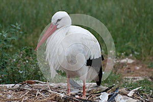 Nesting white stork