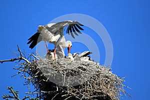 Nesting white stork