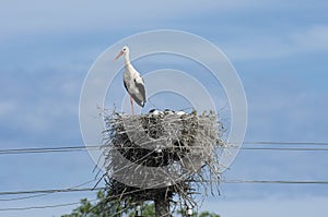 Nesting of the white stork in summertime