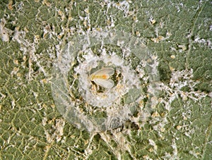Nesting whitefly on an avocado