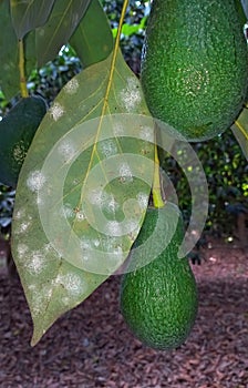 Nesting whitefly on an avocado